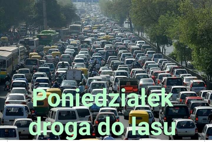 Poniedziałek do lasu